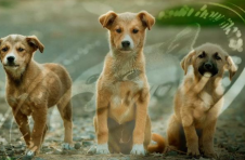 “Dogenations”活动希望为无家可归的动物筹集受柴犬启发的狗狗币