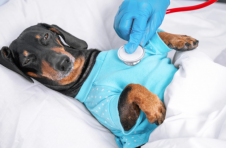 萨尔瓦多总统 Nayib Bukele 宣布用比特币信托基金建设兽医医院